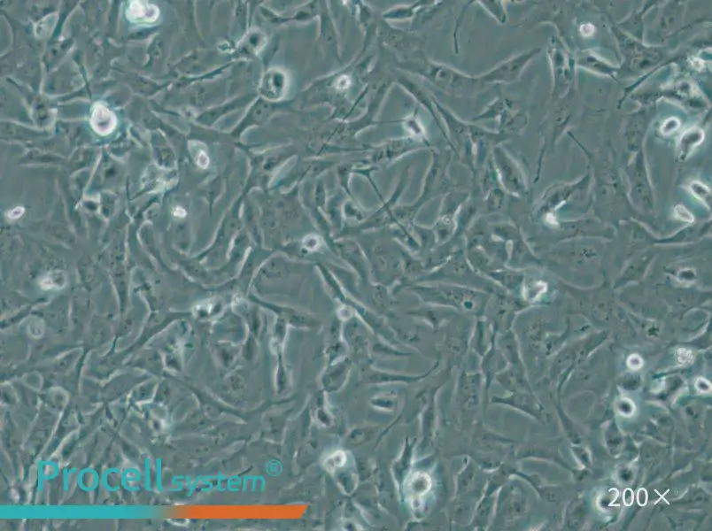 MiCl1 (S+L-) Cell Complete Medium - 5