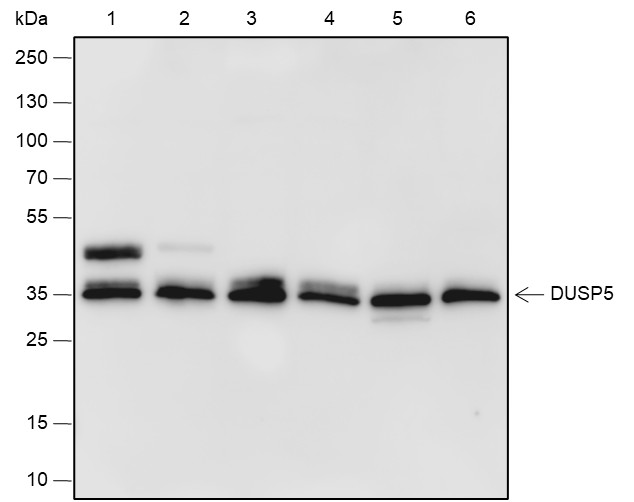 Recombinant DUSP5 Monoclonal Antibody - small - 1
