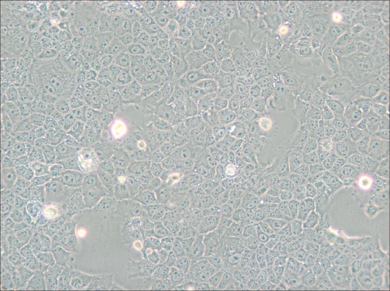AML12 Cell Complete Medium - 6