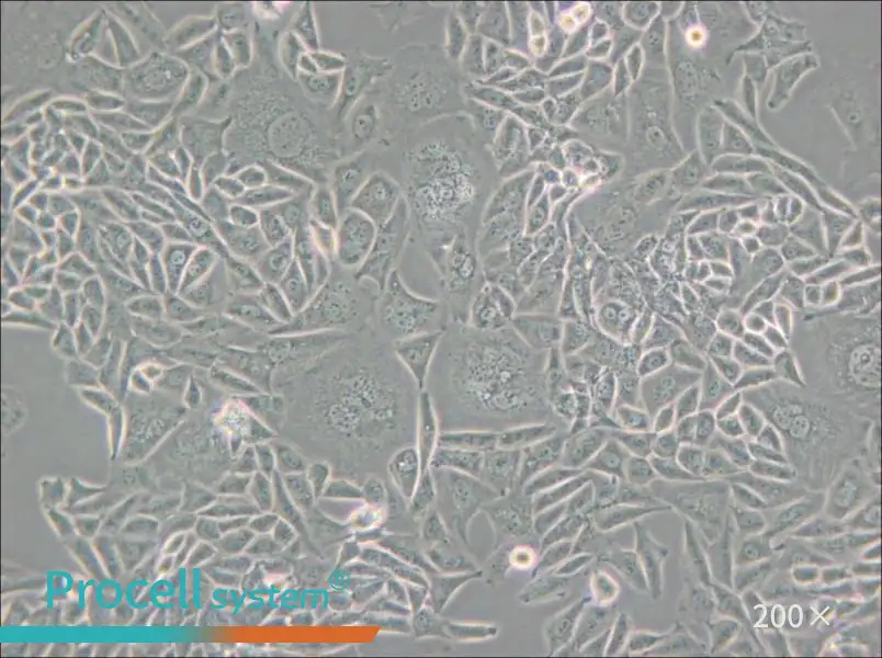 CTLA4 Ig-24 Cell Complete Medium - small - 6