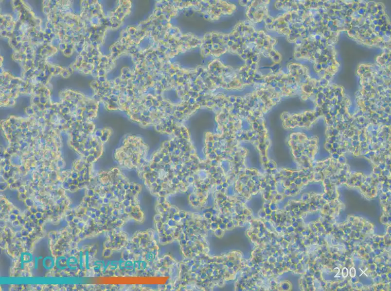 RAW 264.7 Cell Complete Medium - small - 4