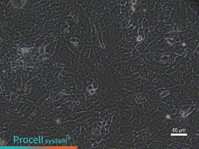 Rabbit Epiphyseal Chondrocyte Complete Medium - 3