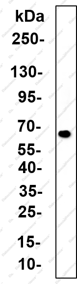 Recombinant Cytokeratin 4 Monoclonal Antibody - 3