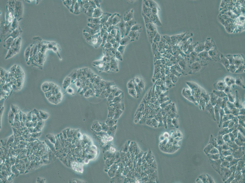 MHCC97-L Cell Complete Medium - 5