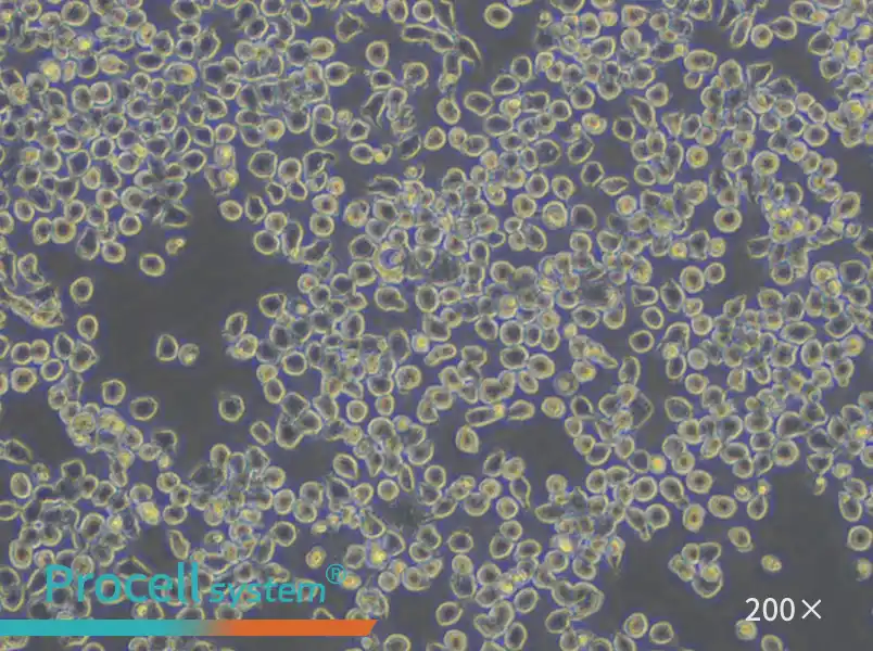 J774A.1 Cell Complete Medium - small - 6