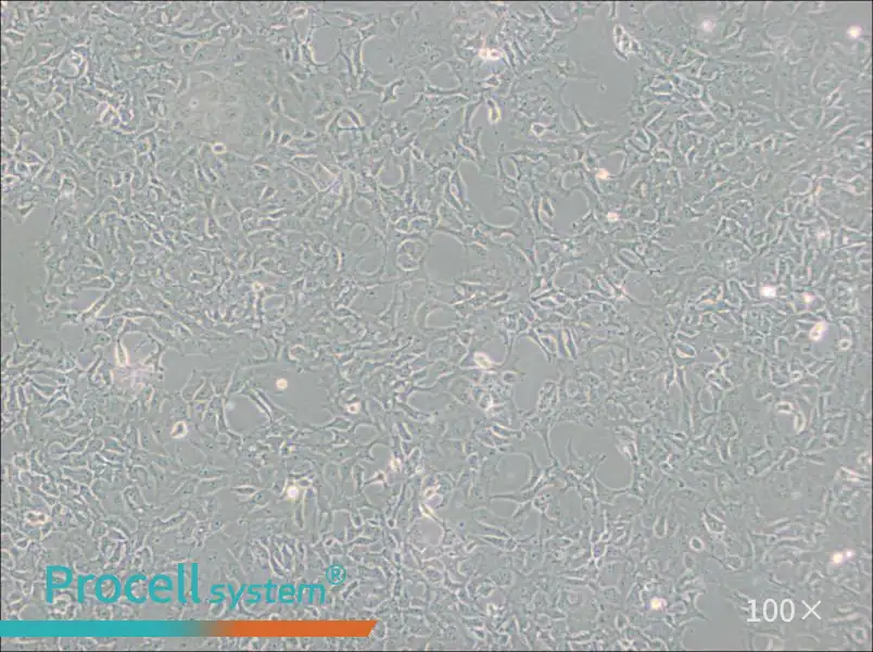 PA-1 Cell Complete Medium - 2