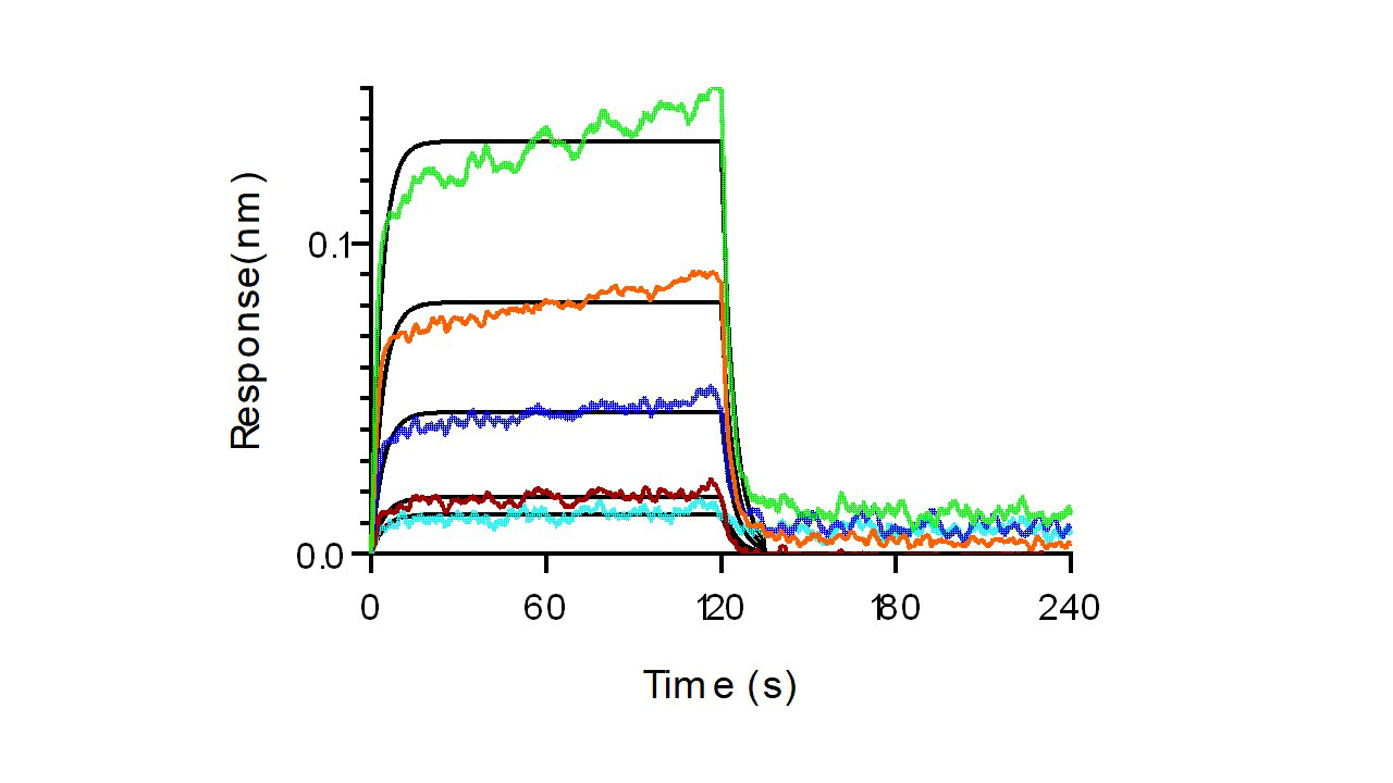 Recombinant Human PD-L1/B7-H1/CD274 Protein (Fc Tag) - small - 4