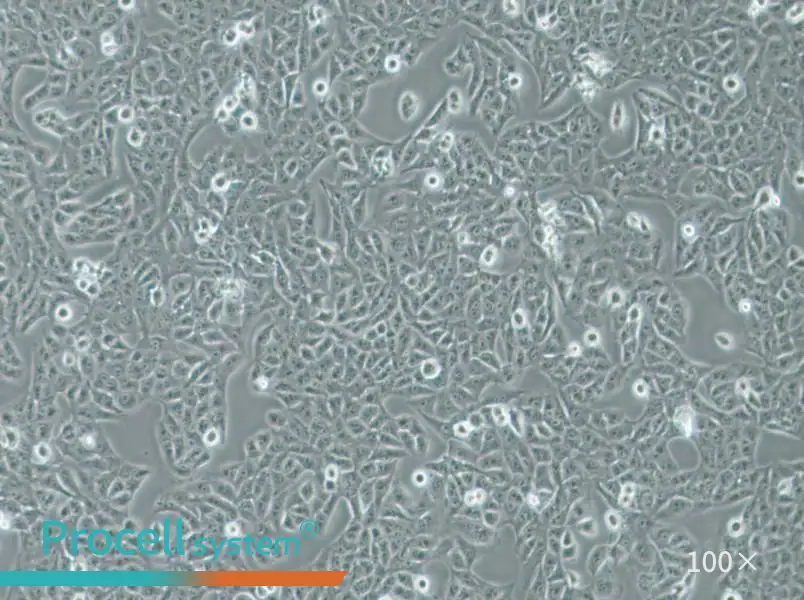 Nthy-ori 3-1 Cell Complete Medium - 3