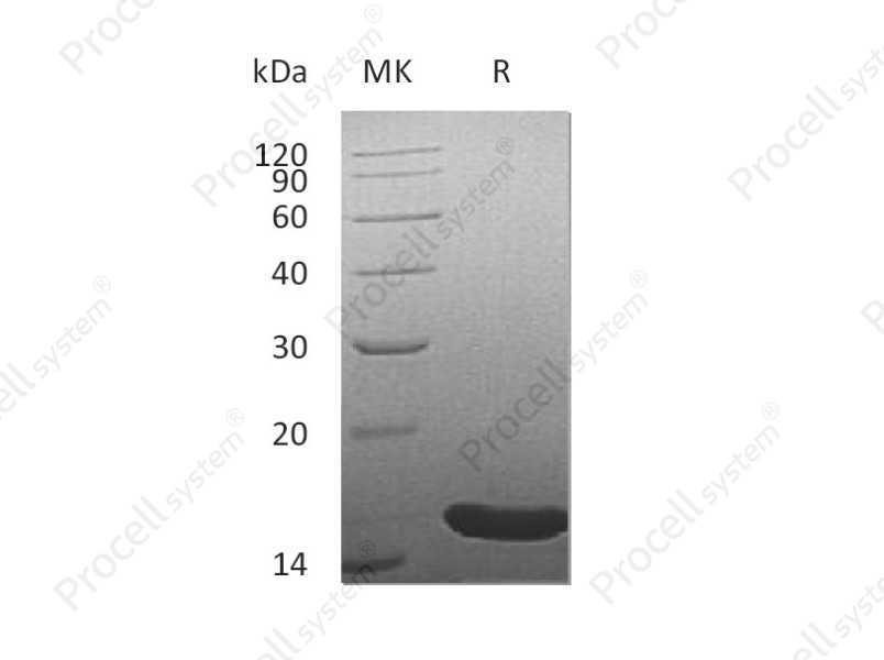 FGF-4/HST-1/HBGF-4, Human, Recombinant
