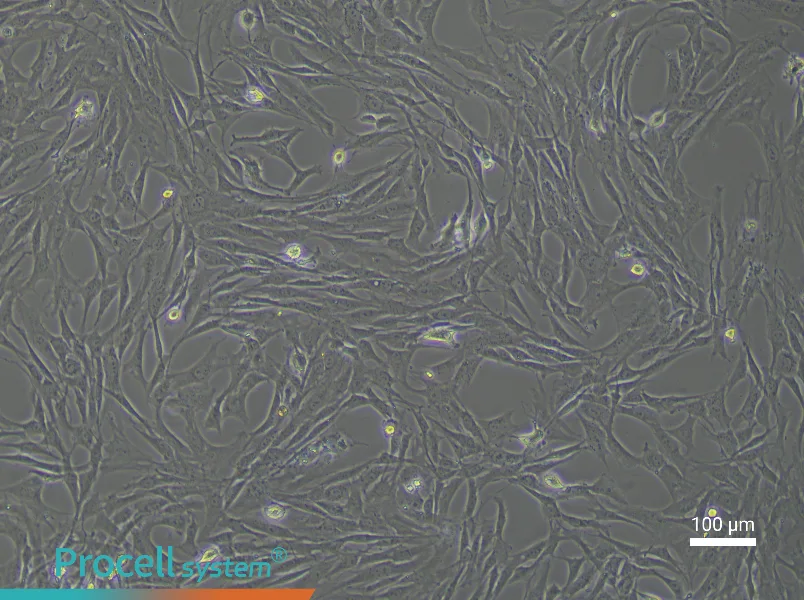 Rat Periosteal Cell Complete Medium - 2