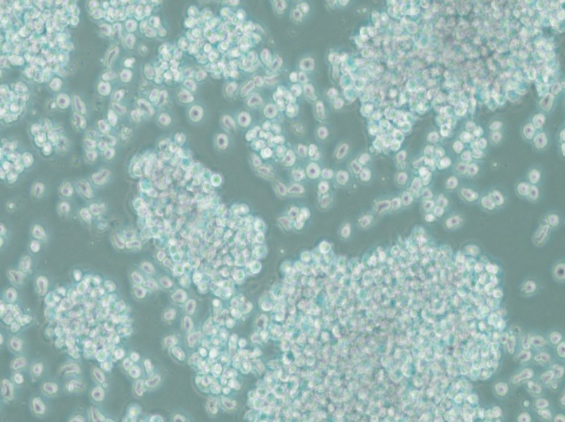 SUP-T1 Cell Complete Medium - small - 4