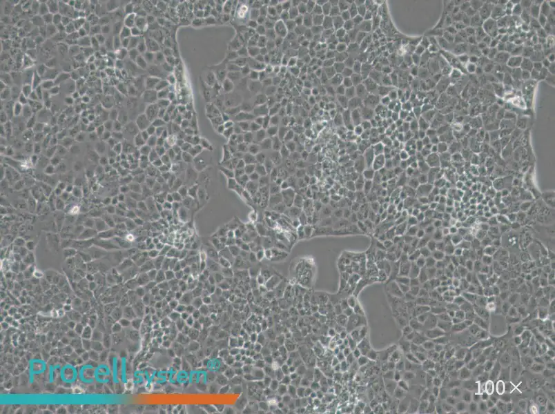 MKN74 Cell Complete MediumMKN74 Cell Complete Medium - 3