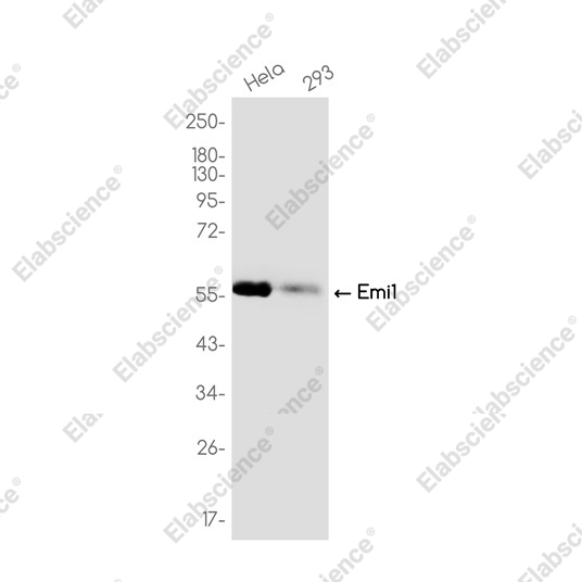 Recombinant Emi1 Monoclonal Antibody - 1