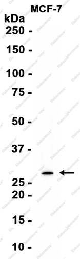 Recombinant Connexin 32 Monoclonal Antibody - 1