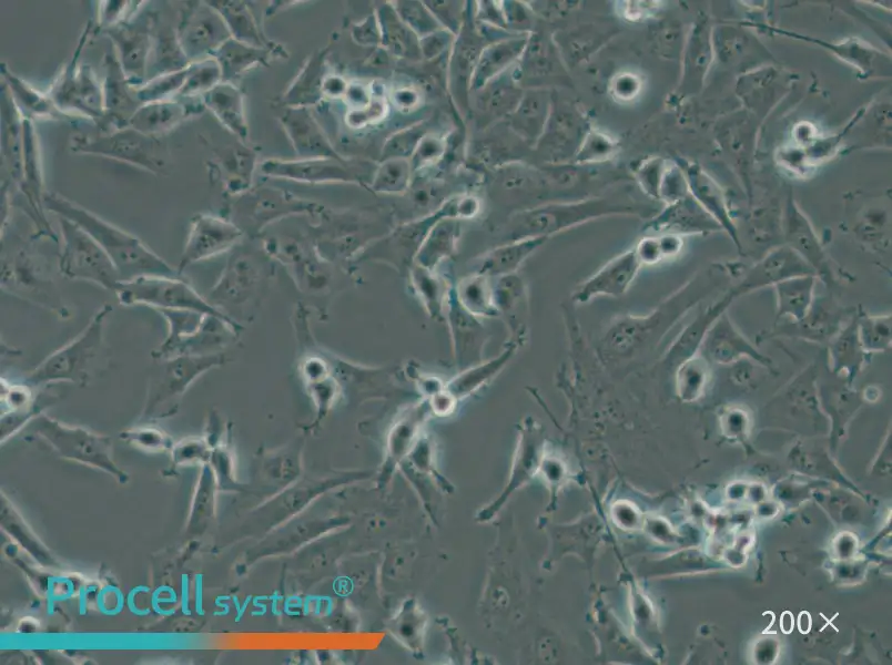 SF-295 Cell Complete Medium - 6