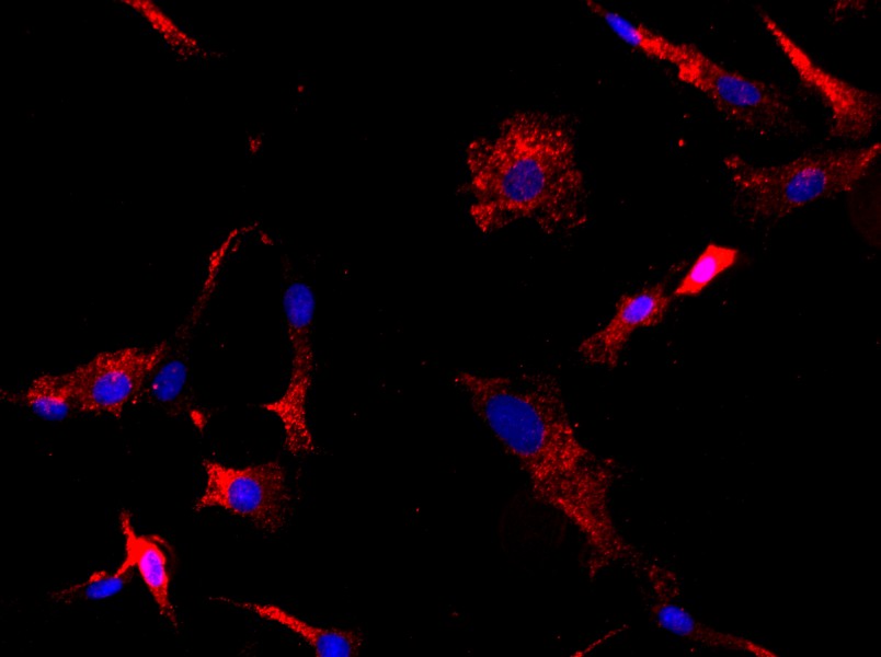 Rat Articular Chondrocyte Complete MediumRat Articular Chondrocyte Complete Medium - 2
