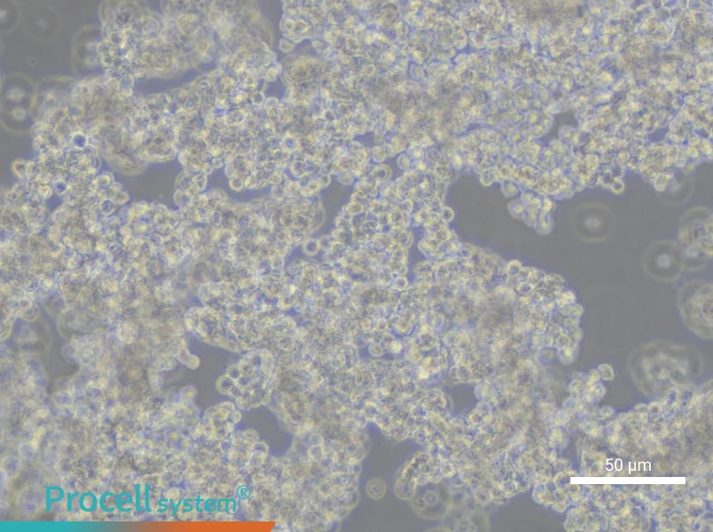 NCI-H211NCI-H211 - 4