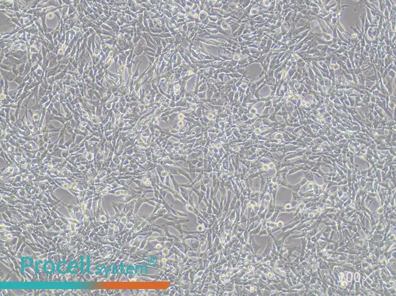 TM4 Cell Complete Medium - 1
