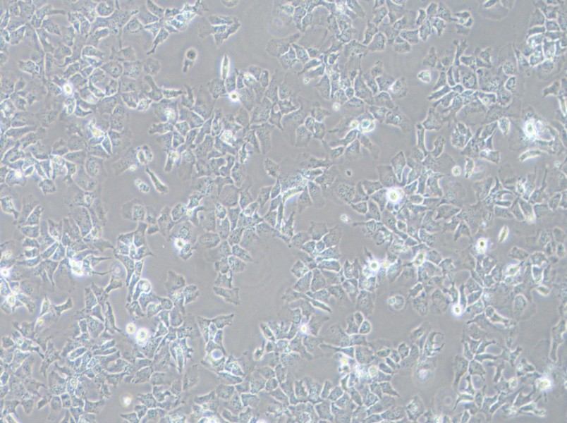 Hep 3B2.1-7 Cell Complete MediumHep 3B2.1-7 Cell Complete Medium - 2
