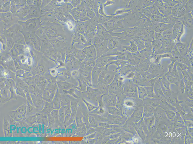 RBE Cell Complete Medium - small - 4