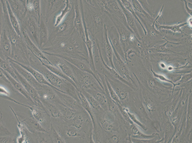 FTC-133 Cell Complete Medium - small - 6