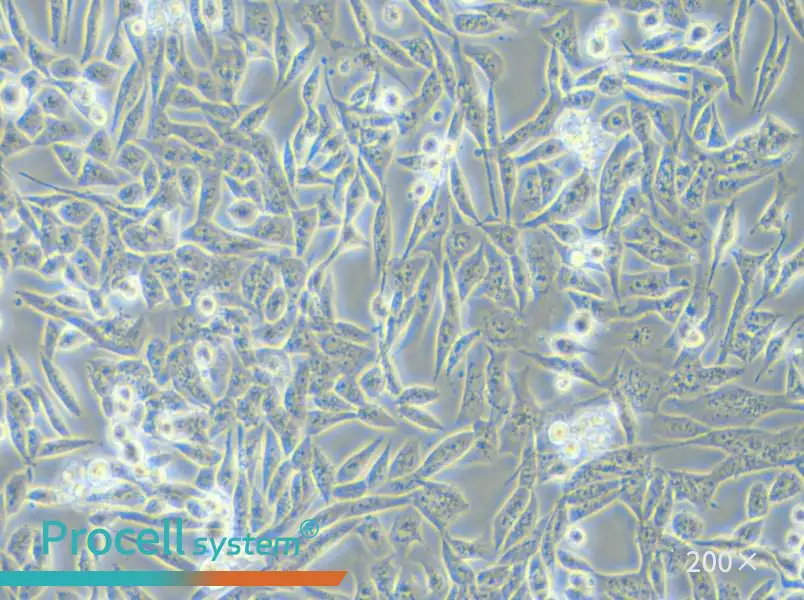 SK-UT-1 Cell Complete Medium - small - 5