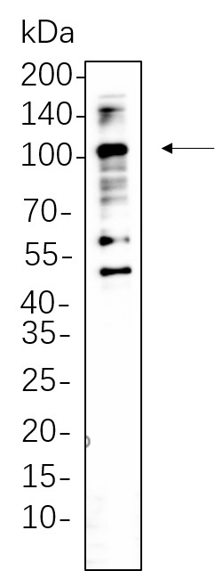Recombinant CD68 Monoclonal Antibody-searchlist-1