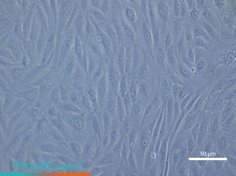 Human Coronary Artery Endothelial Cell Complete Medium - small - 4