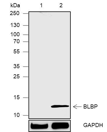 Recombinant FABP7 Monoclonal Antibody-searchlist-1