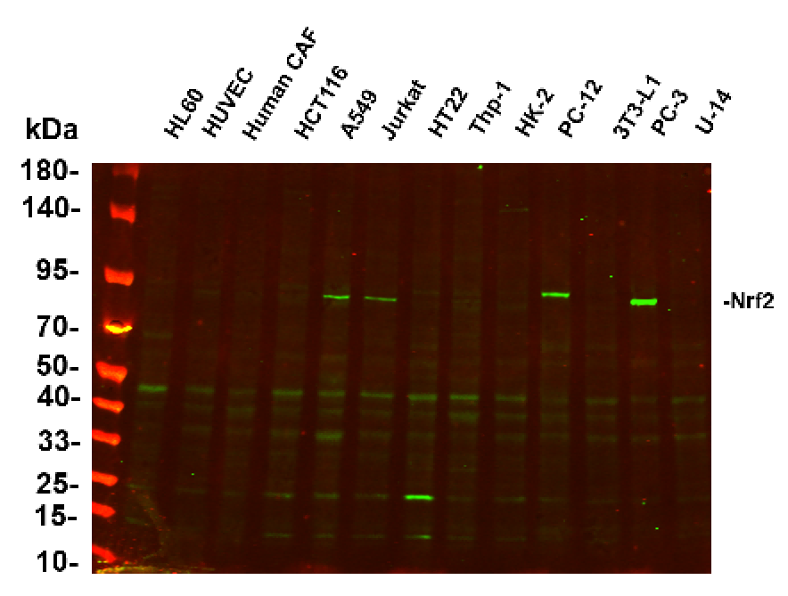 Recombinant Nrf2 Monoclonal Antibody-searchlist-1