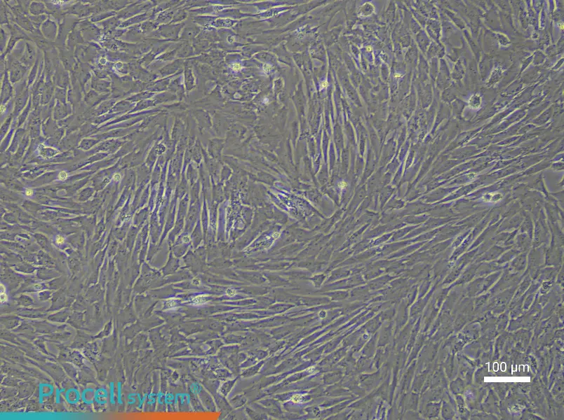 Porcine Preadipocyte Complete Medium - 3
