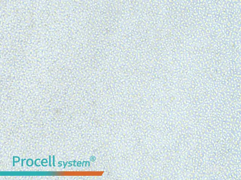 OCI-AML-2 Cell Complete Medium - 1