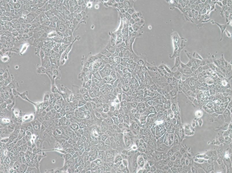 MCF-12A Cell Complete Medium - 3