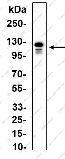 Recombinant Gab 1 Monoclonal Antibody - 1