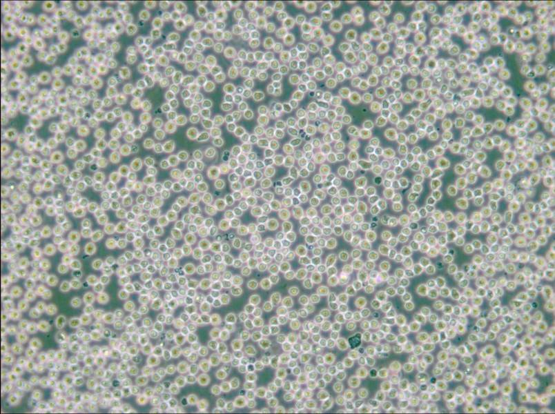 HAL-01 Cell Complete Medium - small - 6