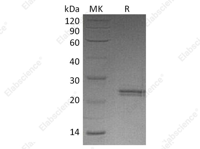 Recombinant Human CNTF Protein - 1