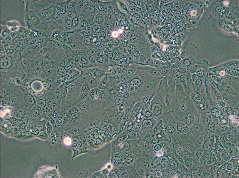 HPAF-II Cell Complete Medium - small - 5