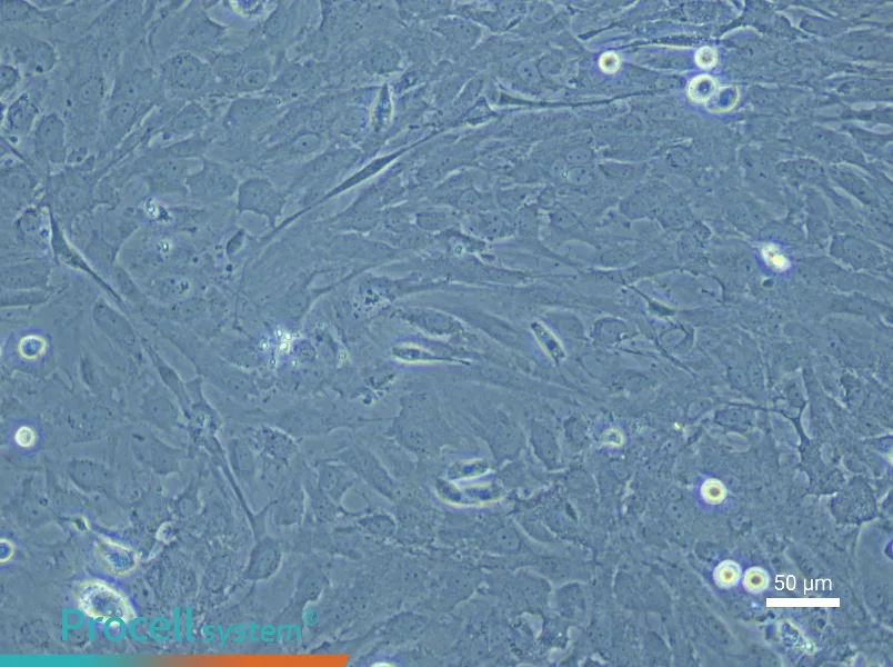 Rat Cerebral Artery Smooth Muscle Cell Complete Medium - 6