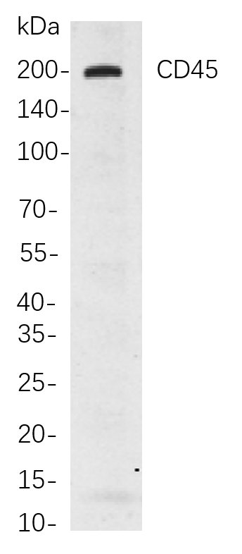 Recombinant CD45 Monoclonal Antibody-searchlist-1