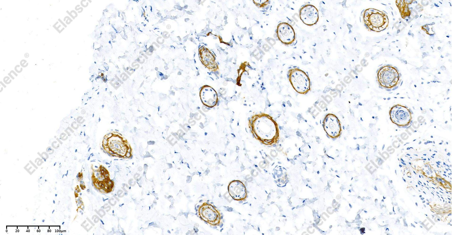 Recombinant Claudin-1 Monoclonal Antibody - 7