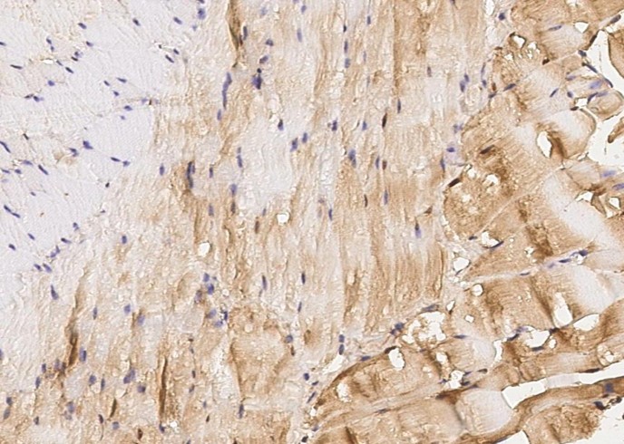 Recombinant IGFBP6/IBP6 Monoclonal Antibody-searchlist-1