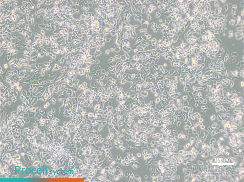 PC-12 (Low differentiation) Cell Complete Medium - 2