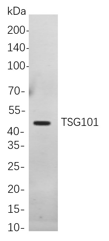 Recombinant TSG101 Monoclonal Antibody-searchlist-1
