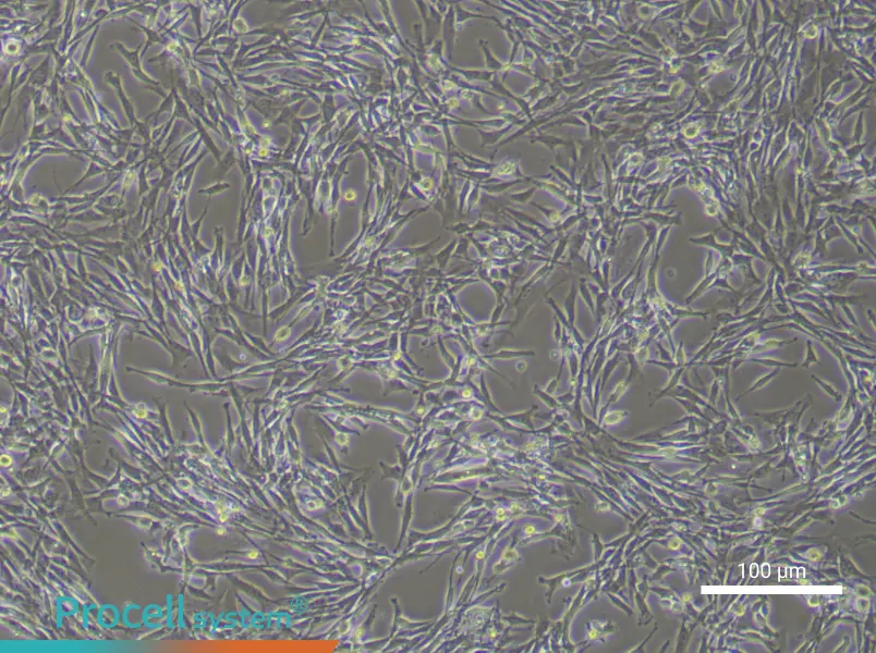 Rat Tendon Stem Cell Complete Medium - 2