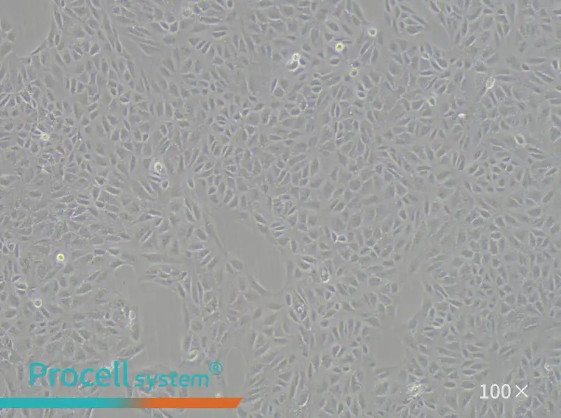 CV-1 Cell Complete Medium - 3