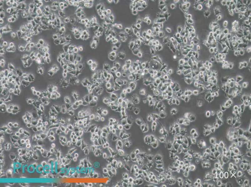 A-427 Cell Complete MediumA-427 Cell Complete Medium - 3