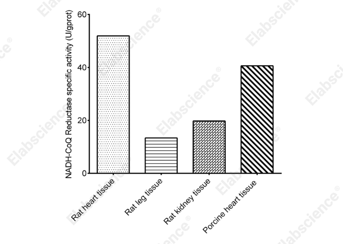 Mitochondrial Complex I (NADH-CoQ Reductase) Activity Assay Kit - 1