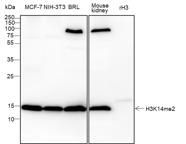 Recombinant Histone H3 (Di Methyl Lys14) Monoclonal Antibody-searchlist-1
