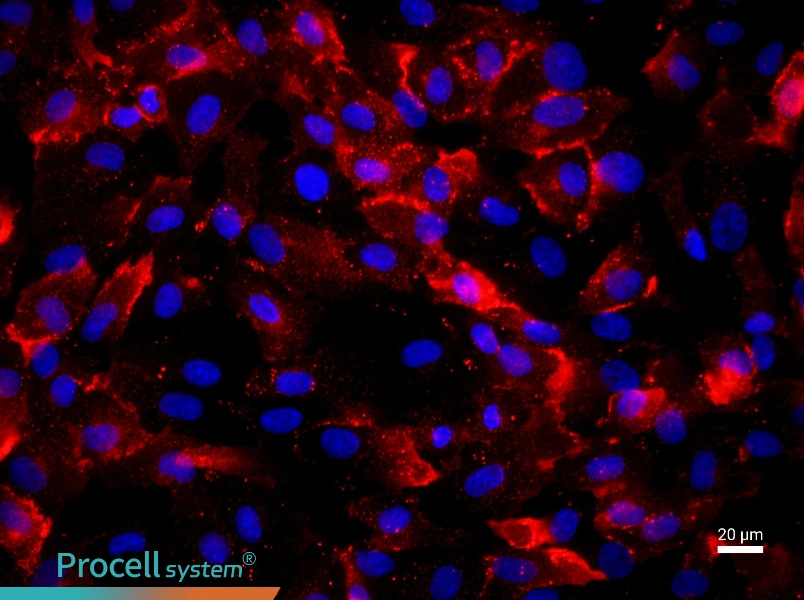 Human Umbilical Vein Endothelial Cell Complete Medium - 2