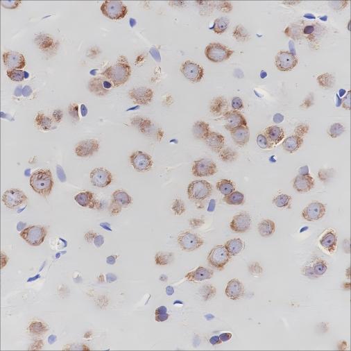 Recombinant eIF3B Monoclonal Antibody - small - 4